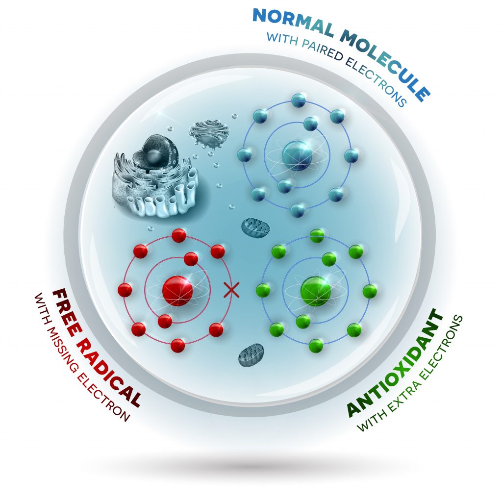 Why Orthopedic Surgeons Recommend The Mediterranean Diet - Human Cells & Free Radicals